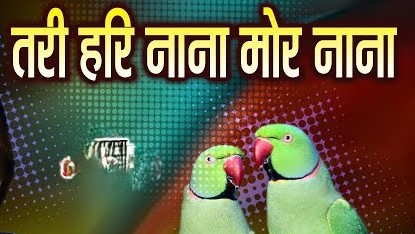 तरी नारी नाना मोर फूलगे चिरैया रूमझूम ले